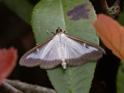 Cydalima perspectalis (Box-tree Moth).jpg